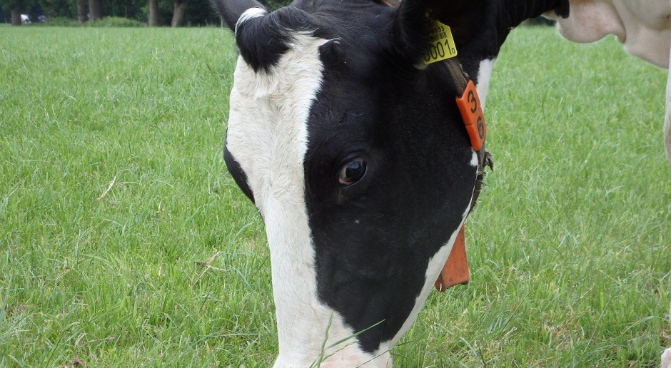 FrieslandCampina prognozuje spadek liczby krów mlecznych, która ma zmniejszyć się w Niderlandach o 10 procent w ciągu najbliższych dziesięciu lat; Fot.pixabay.com Niderlandy: Działalności zaniecha co trzeci hodowca bydła mlecznego