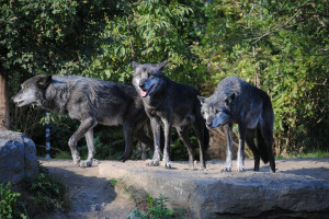 DBV o problemach z wilkami w Niemczech