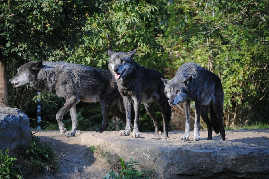 Według oceny federalnej agencji ochrony przyrody (BfN) w Niemczech w okresie obserwacyjnym 2018/2019  W Niemczech mieszkało 105 watah, 25 par wilków i 13 osiadłych samotnych wilków; Fot.pixabay.com