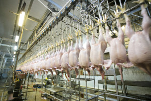GIW: Filipiny przywróciły eksport z Polski mięsa drobiowego oddzielonego mechanicznie