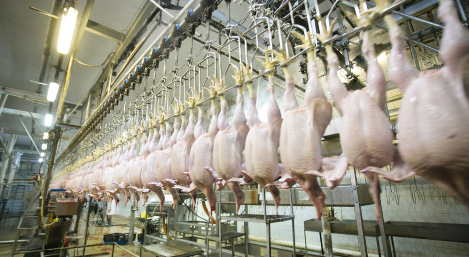 fot. shutterstock 373 pracowników zarażonych koronawirusem w zakładzie drobiarskim