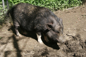 W Bułgarii świnie rzadkiej rasy poddano ubojowi z powodu ASF