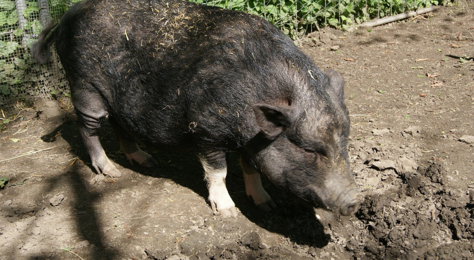 Świnia rasy wschodniobałkańskiej przypomina wyglądem dzika; Fot.pixabay.com W Bułgarii świnie rzadkiej rasy poddano ubojowi z powodu ASF