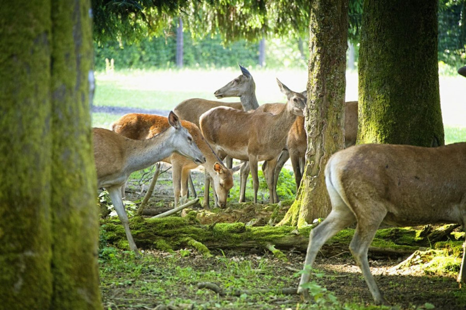Minister środowiska zapowiedział urealnie stanów zwierzyny w lasach, Foto: pixabay