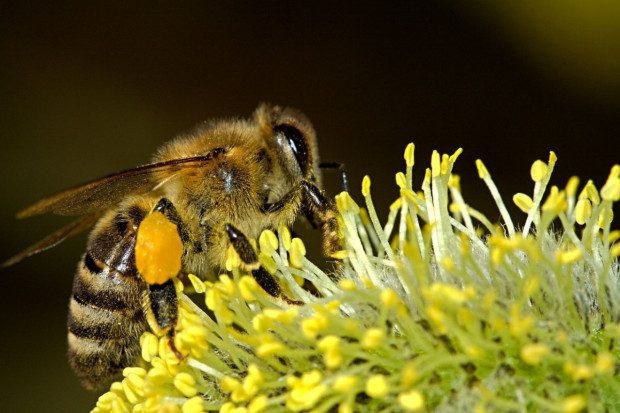 Zimne noce spowodowały katastrofę w pszczelarstwie na Warmii i Mazurach, Foto: pixabay Bardzo słabe zbiory miodu. Pszczele rodziny cierpią głód