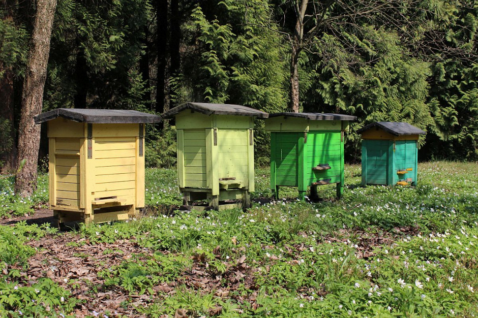 Mało miodu w tym roku zebrali pszczelarze na Suwalszczyźnie, Foto: GT