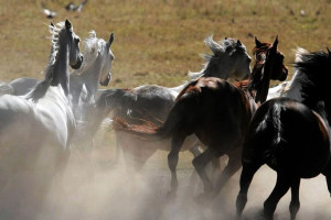Prawie 1,6 mln euro za konie na aukcji Pride of Poland