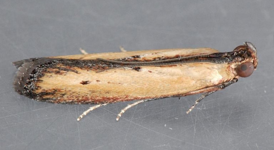 Elasmopalpus lignosellus; Źródło: PIORIN Szkodnik z rodziny omacnicowatych nowym zagrożeniem fitosanitarnym