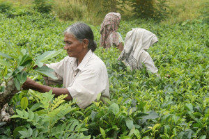 Lawina błotna pogrzebała 43 robotników na plantacji herbaty w Indiach