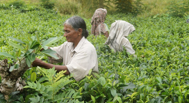 Lawina błotna pogrzebała 43 robotników na plantacji herbaty w Indiach