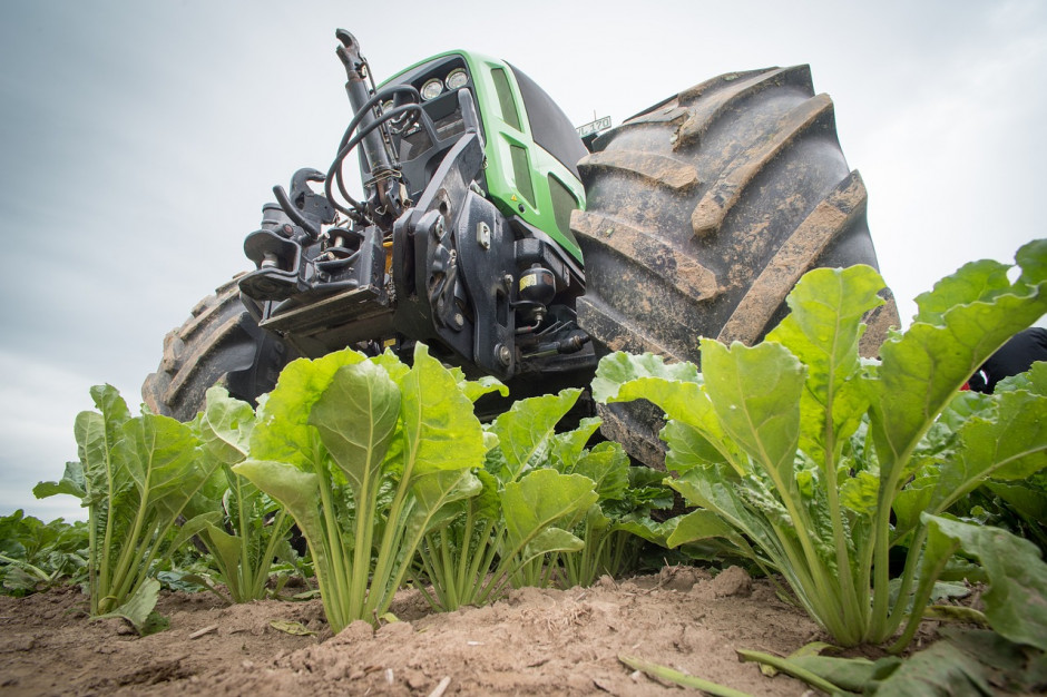 Francja chce umożliwić rolnikom stosowanie nasion buraka cukrowego zaprawionych neonikotynoidami w nadchodzącym roku; Fot.pixabay.com