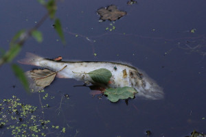 Świętokrzyskie: Po opuszczeniu zastaw na jazie w Rębowie zginęło kilkadziesiąt tysięcy ryb