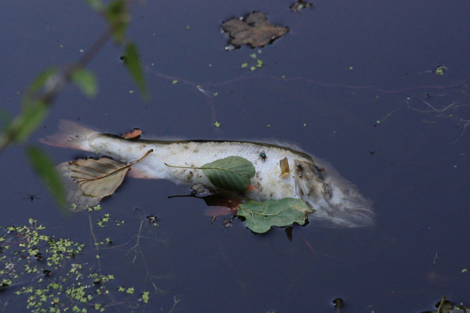 W efekcie zrzutu wody zginęło tysiące ryb, Foto: pixabay