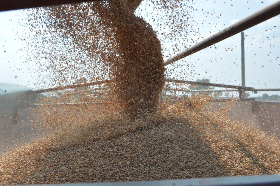 FAO: Wstępna prognoza globalnej produkcji pszenicy w 2021 r. to 785 mln ton; Fot Shutterstock