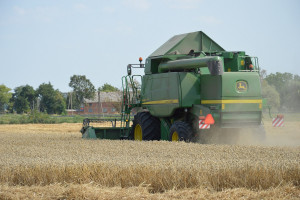 Coceral: Pierwsza prognoza zbiorów zbóż i rzepaku w 2021 r.