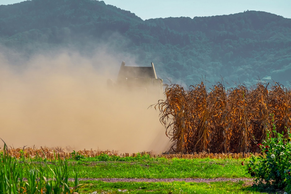 Prognoza produkcji kukurydzy w UE jest obniżona, głównie w wyniku redukcji w Rumunii i Francji, które są częściowo równoważone wzrostami w kilku krajach, w tym w Polsce, Włoszech i na Węgrzech; Fot.pixabay.com