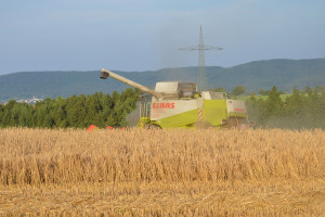 DRV: Zbiory niemieckie zbóż znacznie mniejsze niż przed rokiem