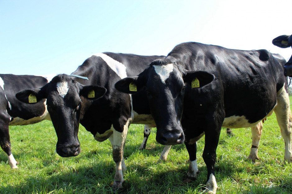Ograniczenie emisji metanu w hodowli bydła jest jednym z wyzwań w najbliższej przyszłości, fot. Ł.Ch.