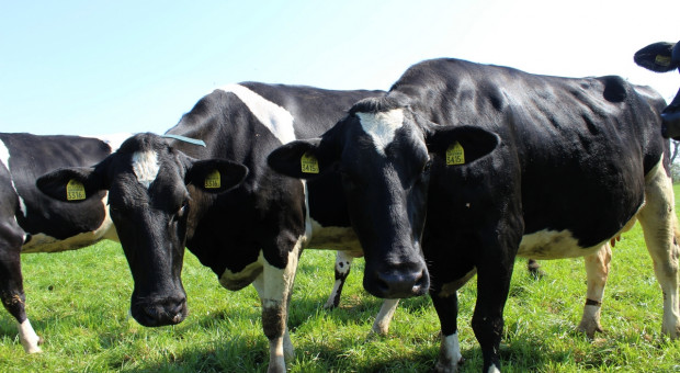 Czy ograniczenia w emisji gazów cieplarnianych mogą być opłacalne dla hodowców bydła?