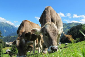 Szwajcaria chce uwzględnić dobrostan zwierząt w konstytucji