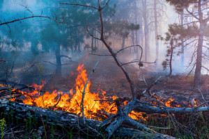 IBL: wysokie zagrożenie pożarowe w lasach