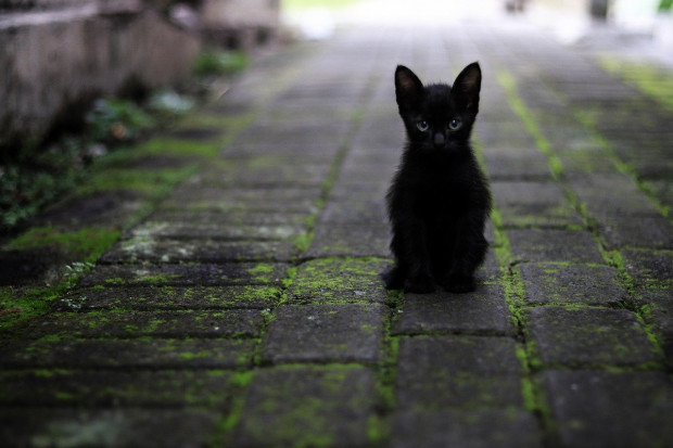 Dzień uznania dla czarnego kota