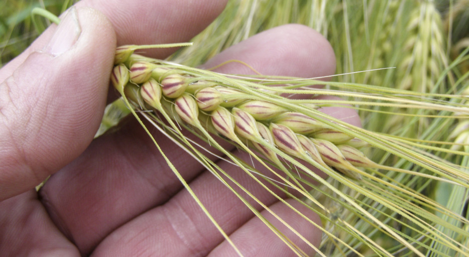 Fot. farmer.pl Najwcześniejsze zboże ozime. Przegląd Listy Odmian Zalecanych