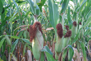 Czy pogłębiający się deficyt wody zagraża kukurydzy?