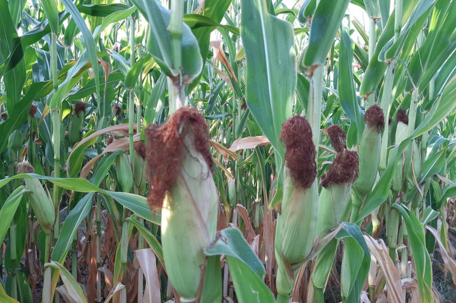 Stan plantacji kukurydzy jest bardzo zróżnicowany; Fot. A. Kobus