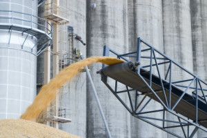 UE nałożyła cła przywozowe na kukurydzę, sorgo i żyto