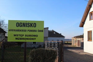 Ognisko ASF blisko granic województwa świętokrzyskiego