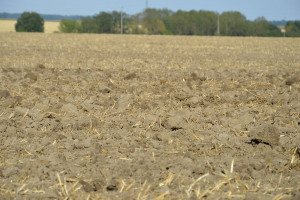 Nawożenie fosforem i potasem pszenicy ozimej przed siewem