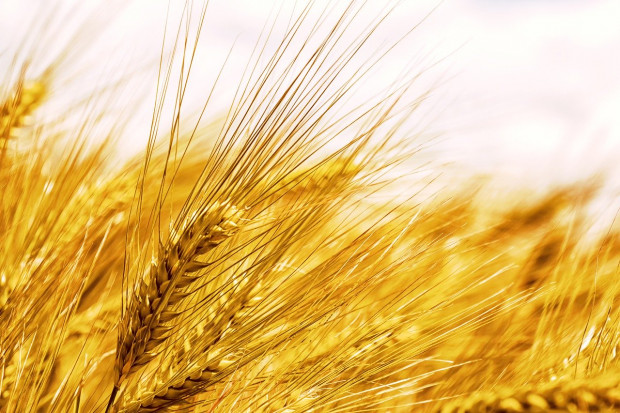 Wielka Brytania: Najmniejsze zbiory pszenicy od 30 lat i za dużo jęczmienia