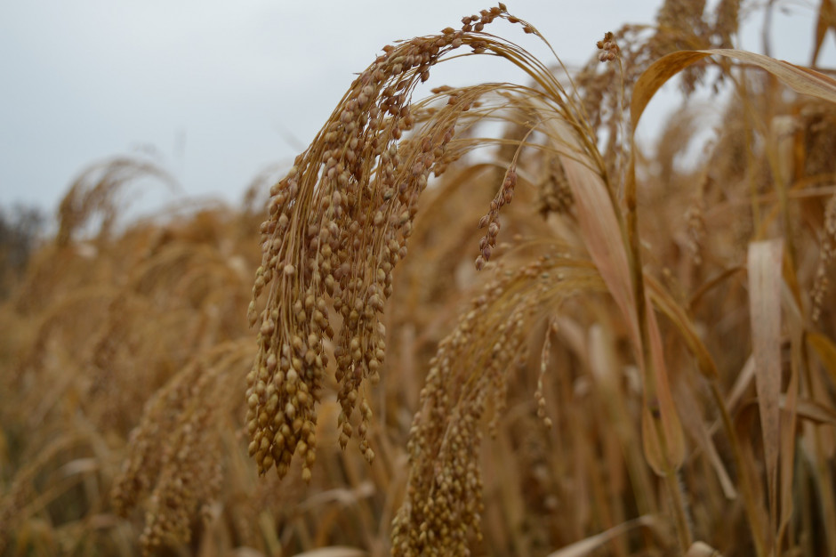 Z prosa uzyskuje się przede wszystkim kaszę jaglaną, która wprawdzie ma nieco mniej składników odżywczych, niż kasze z innych zbóż, ale nie zawiera glutenu i jest łatwiej strawna, fot. pixabay