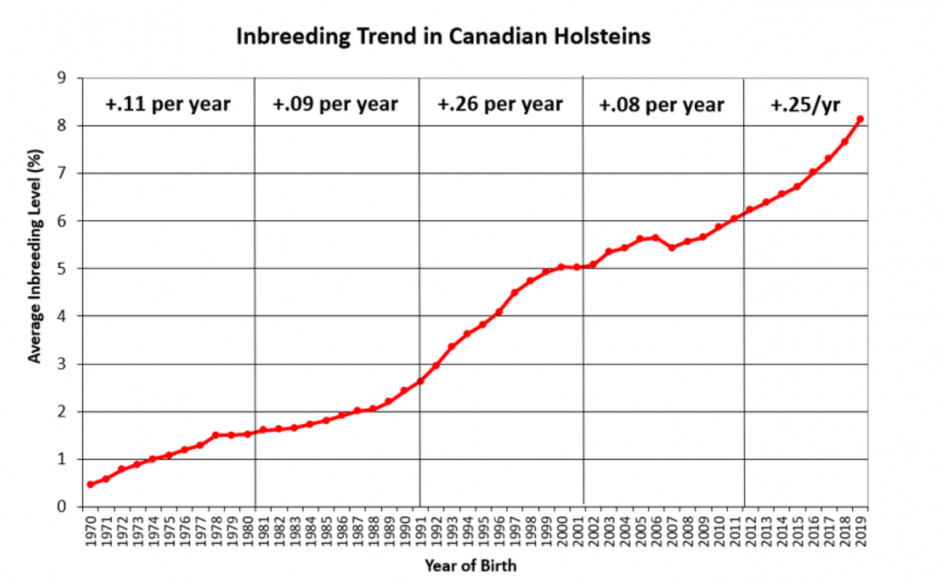 Wzrost poziomu inbredu w populacji kanadyjskich holsztynów z podziałem na dekady, źródło: Lactanet Canada 
