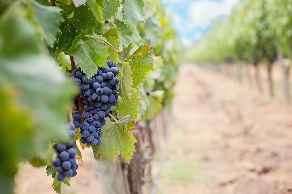 KOWR przypomina o obowiązku złożenia deklaracji przez wyrabiających wino; Fot.pixabay.com