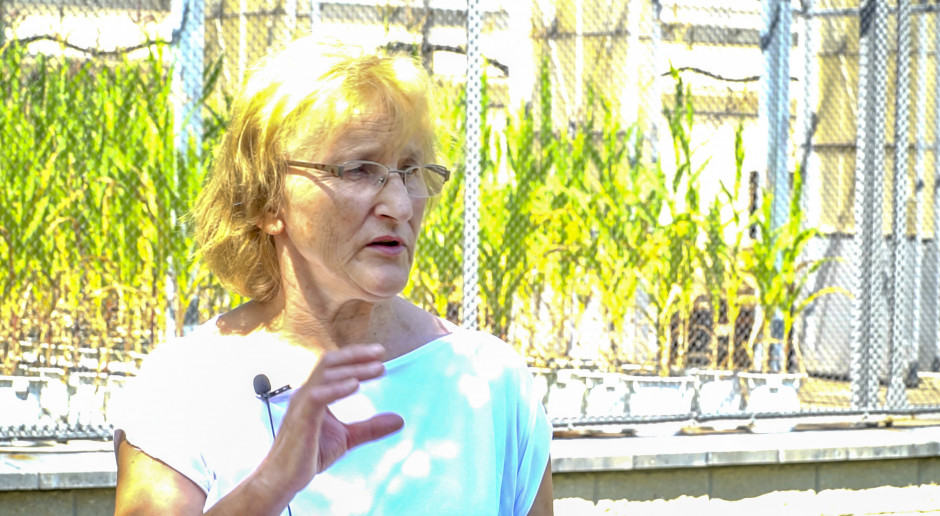 Dr hab. Alicja Sułek, kierownik Zakładu Uprawy Roślin Zbożowych, Instytut Uprawy Nawożenia i Gleboznawstwa w Puławach Znaczenie terminu siewu
