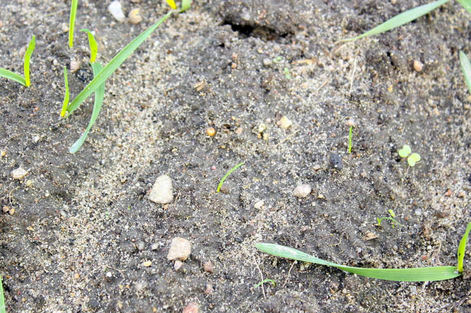 Miotła zbożowa (w kółku) występuje na terenie całego kraju, na wszystkich typach gleb. Ma bardzo wysoki współczynnik rozmnażania i jest bardzo ekspansywna. Jedna roślina może wydać nawet 2500 nasion, z których ok. 10 proc. kiełkuje bezpośrednio po osypaniu. Pozostałe stanowią w glebie bank nasion, z którego gatunek korzysta przez wiele lat. Miotła zbożowa wschodzi głównie jesienią. Dlatego to najlepszy czas na jej zwalczanie, dopóki jest jeszcze młoda i bardziej wrażliwa na działanie herbicydów  