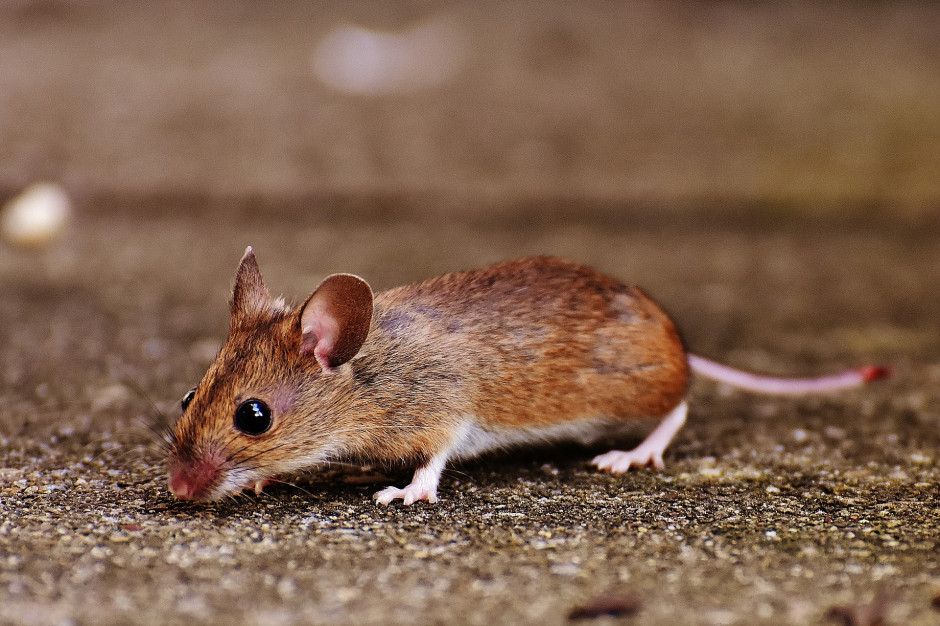 Australia: Rolnicy walczą z rekordową plagą myszy Fot.Pixabay