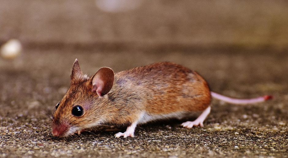 Australia: Rolnicy walczą z rekordową plagą myszy