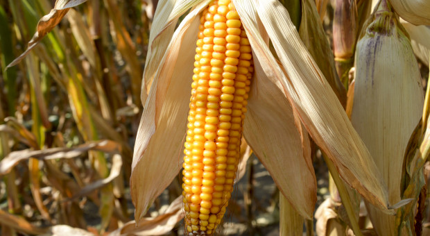 Czy kukurydza zaplonuje tak, jak chcemy?