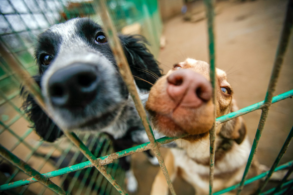 Albert Kurkowski podkreślił, że podpisane w czwartek rozporządzenie pomoże uregulować kwestię schronisk i minimalnych warunków przetrzymywania zwierząt, fot. Shutterstock