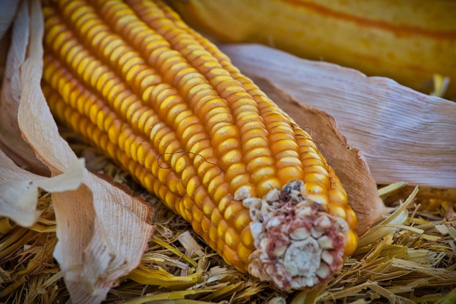 Od 27 sierpnia importerzy kukurydzy, żyta i sorgo płacą cło w wysokości 0,26 euro za tonę ze względu na rosnące koszty transportu i ceny zbóż na rynku światowym; Fot.pixabay.com