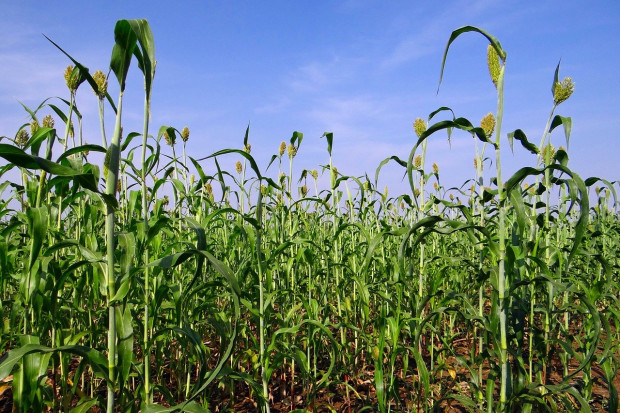UE: Od 27 sierpnia import kukurydzy, sorgo i żyta z krajów trzecich nie wymaga już płacenia cła; Fot.pixabay.com UE obniżyła stawki celne na import kukurydzy, sorgo i żyta do zera
