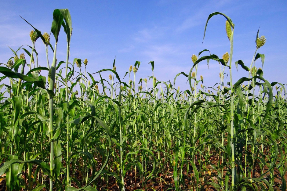 UE: Od 27 sierpnia import kukurydzy, sorgo i żyta z krajów trzecich nie wymaga już płacenia cła; Fot.pixabay.com