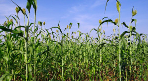 UE obniżyła stawki celne na import kukurydzy, sorgo i żyta do zera