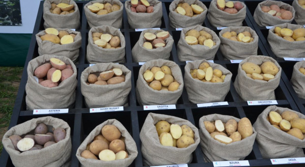Jakich plonów ziemniaka możemy się spodziewać w tym sezonie?