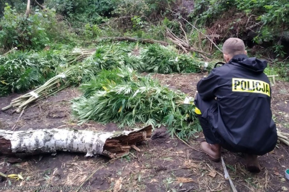 W lesie pod Tuszynem funkcjonariusze ujawnili dwie plantacje konopi, Foto: Policja