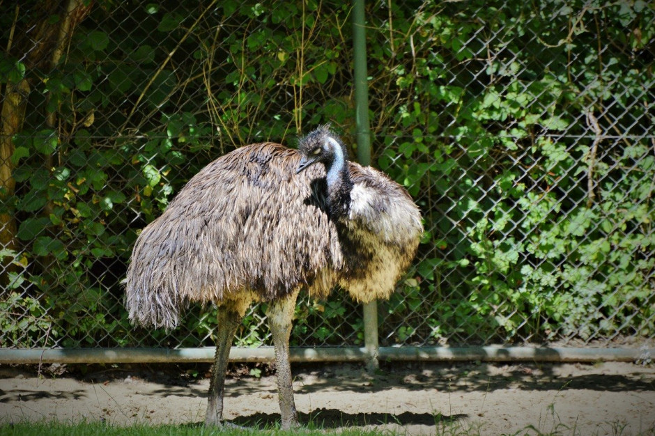 W Australii grypę ptaków stwierdzono również na fermie emu z 8750 zwierzętami; Fot.pixabay.com