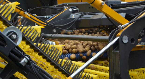 Nowa technologia w uprawie ziemniaka